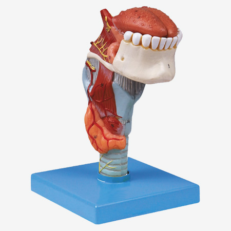 Bģ