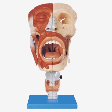 ǻģ