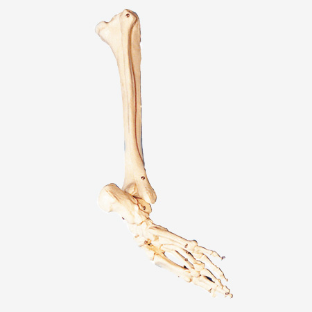 cÄģ