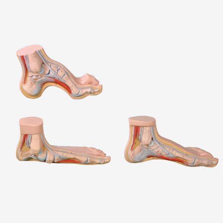 ƽģ